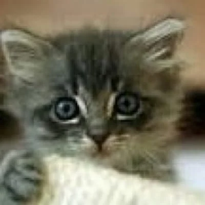 TraiSucLiemSh
